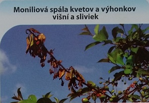 moniliova spalva kvetov